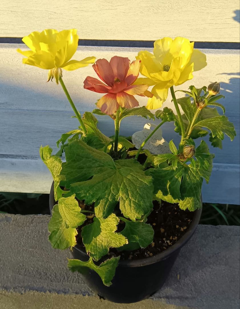 h*n様 ラナンキュラスラックス　ウラノス（キメラ咲き、変わり咲き）正規苗