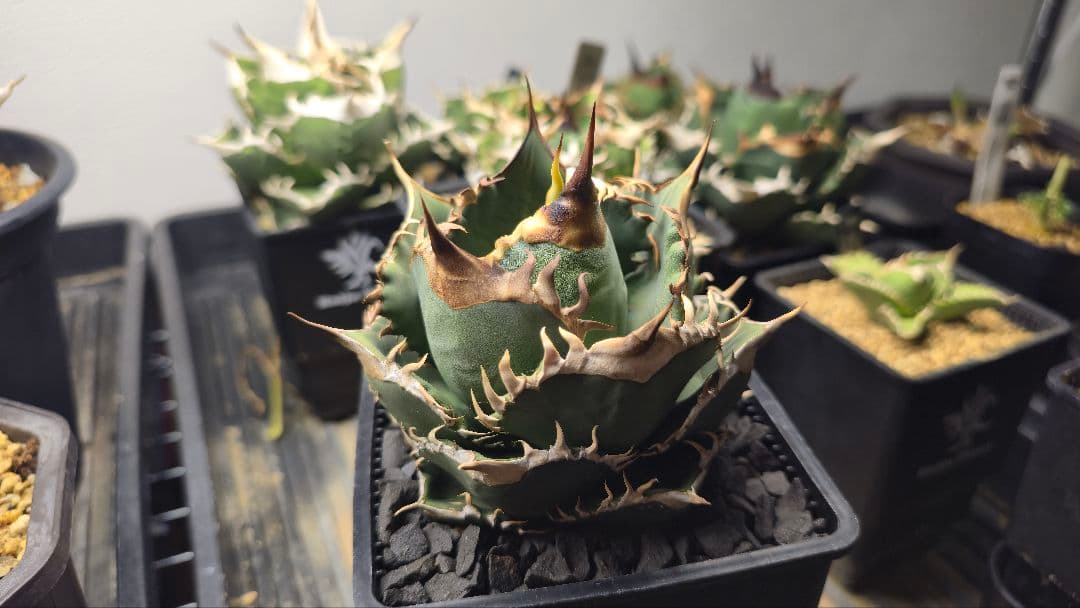 アガベ オアハカ pc-001子株