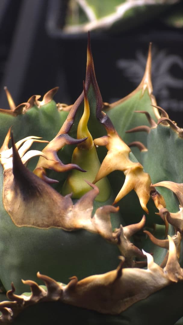 アガベ オアハカ pc-001子株