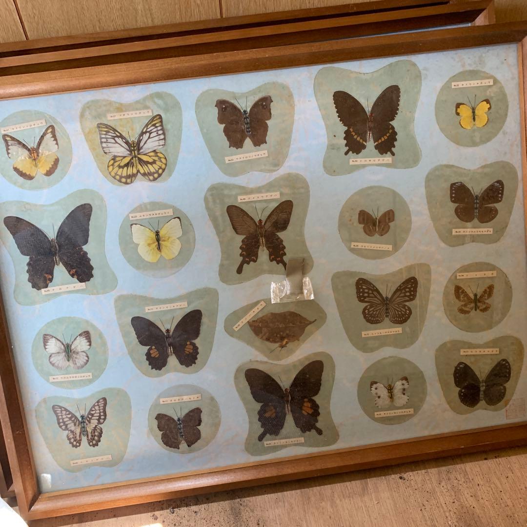 蝶の標本 複数額装
