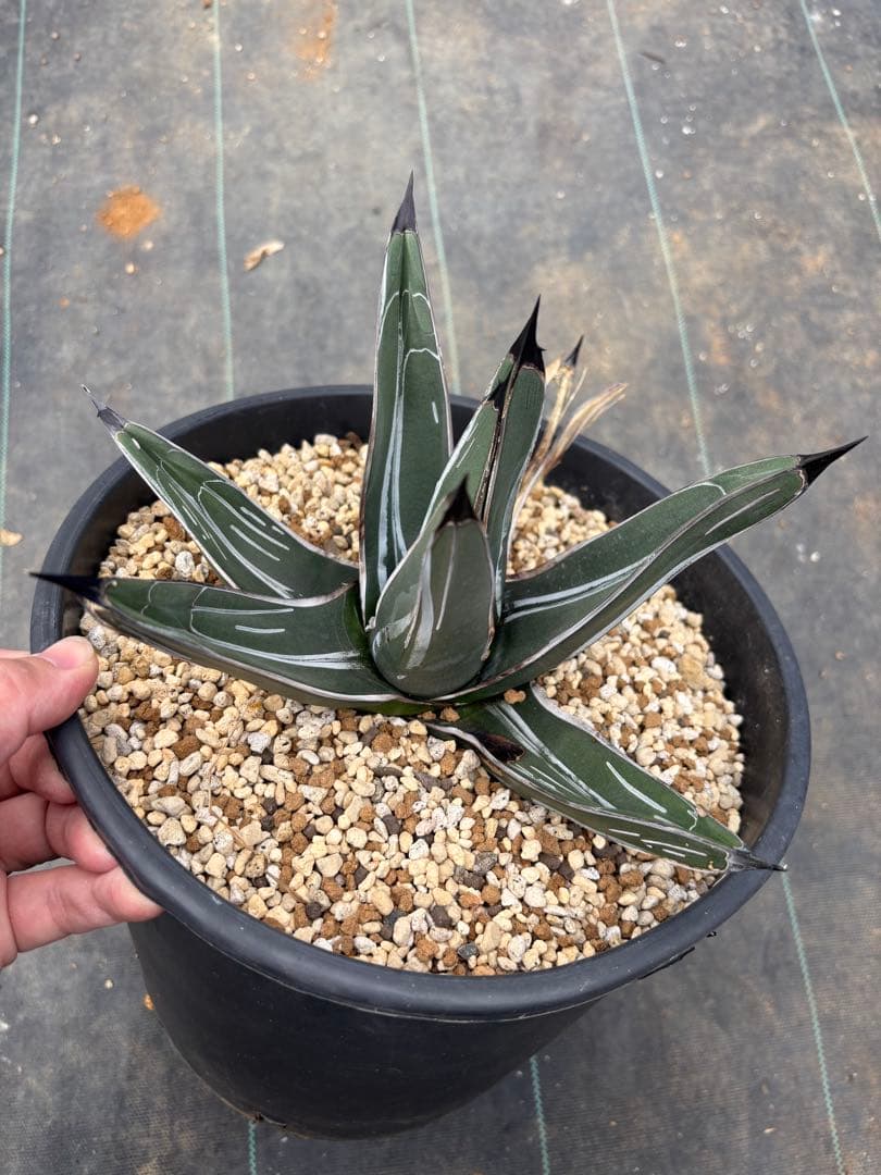 アガベ　笹吹雪　ニッケルシー　珍品　一本棘タイプ　検索　パリー　吉祥天