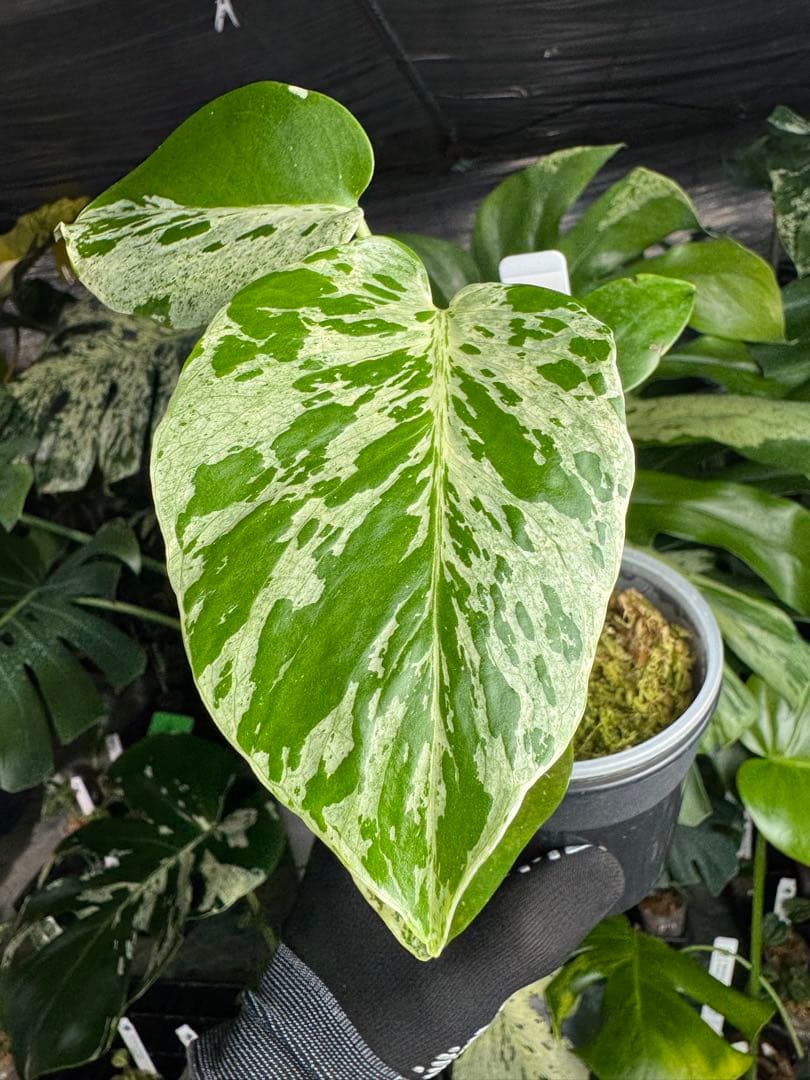 B2 モンステラ　デリシオーサ　ベトシオーサ