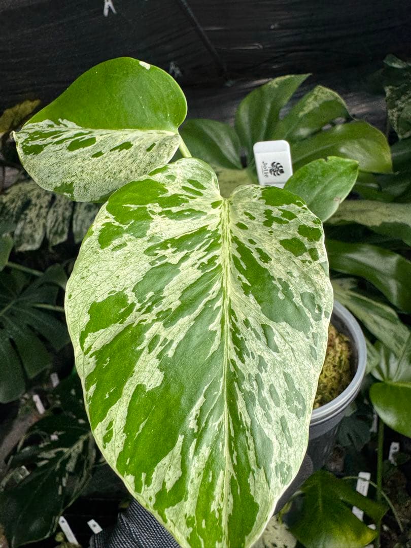 B2 モンステラ　デリシオーサ　ベトシオーサ