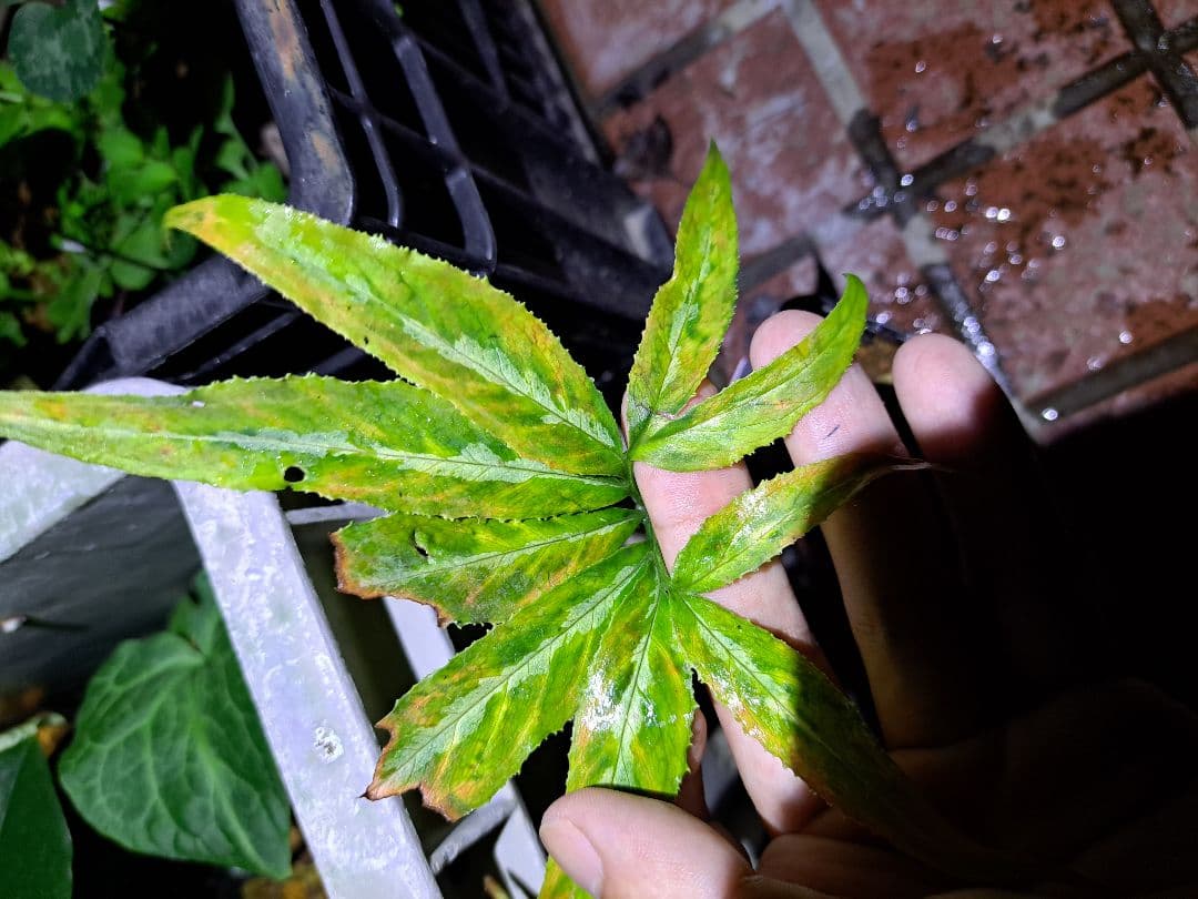 ト*畑様 山野草　カンアオイ　ホロテンナンショウ　模様葉　開花見込み　休眠中