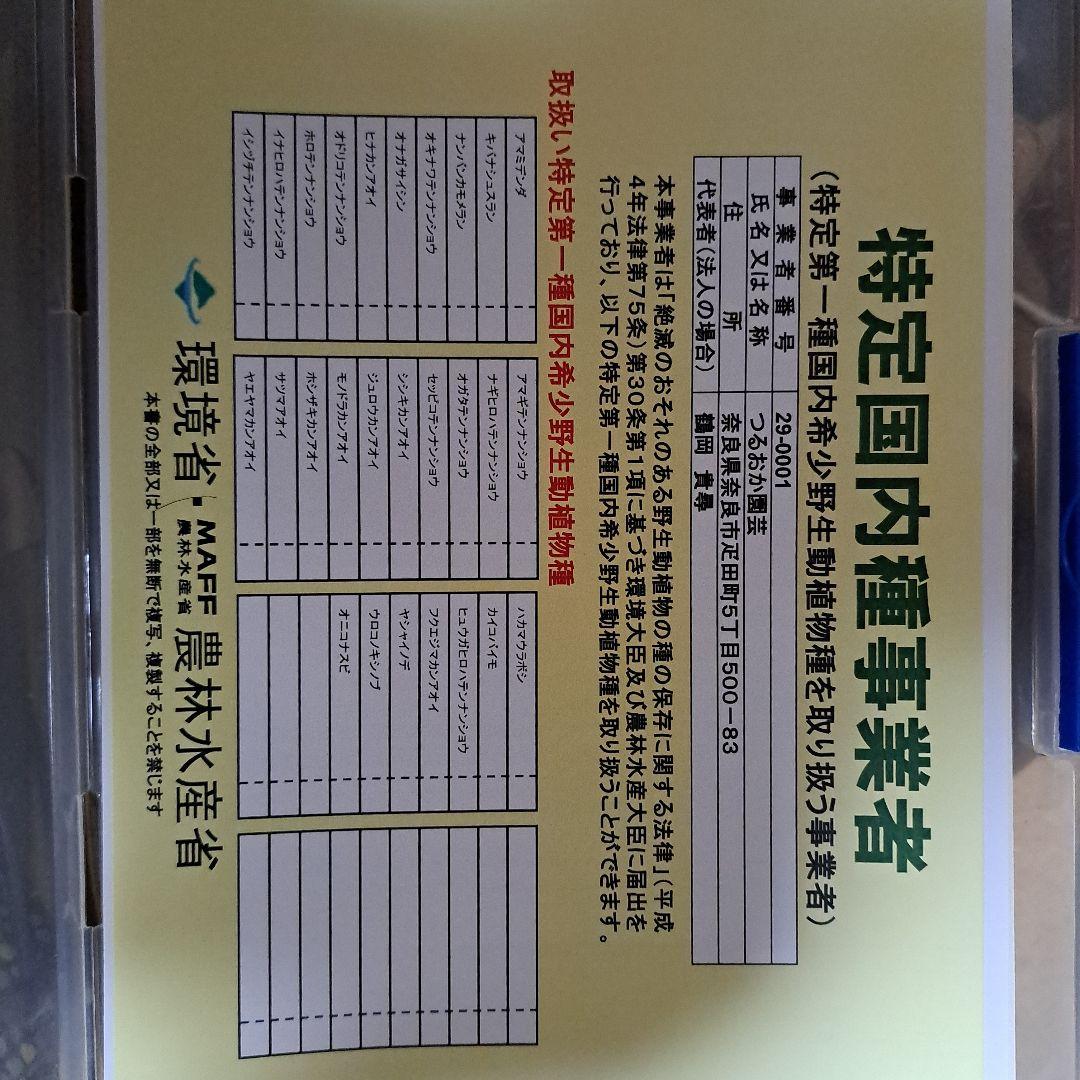 ト*畑様 山野草　カンアオイ　ホロテンナンショウ　模様葉　開花見込み　休眠中