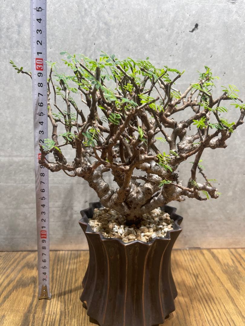 T*u様 センナメリディオナリス実生