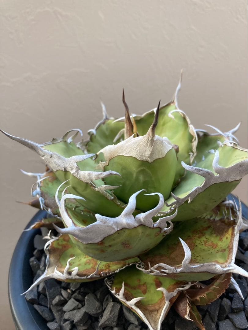 アガベ オテロイ実生選抜子株② オアハカ　チタノタ