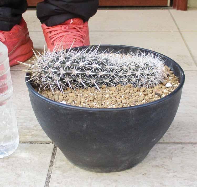 【現品】サボテン・入鹿　いるか（ステノケレウス・エルカ）「這う悪魔」9号　TB番