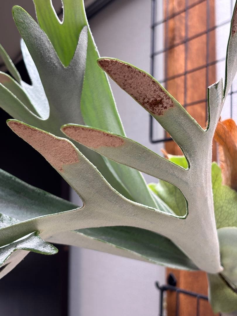 ビカクシダ P. queen F303 platinum