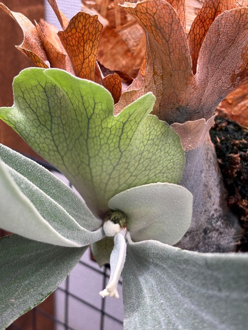 ビカクシダ P. queen F303 platinum