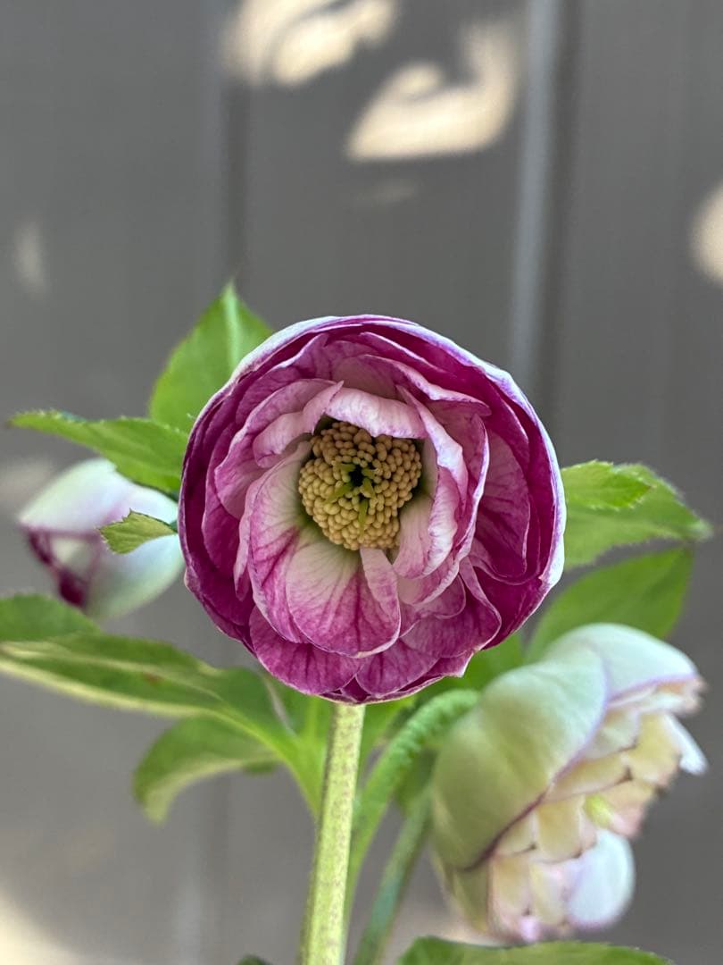 ♡認定♡毬姫　コロコロ咲き