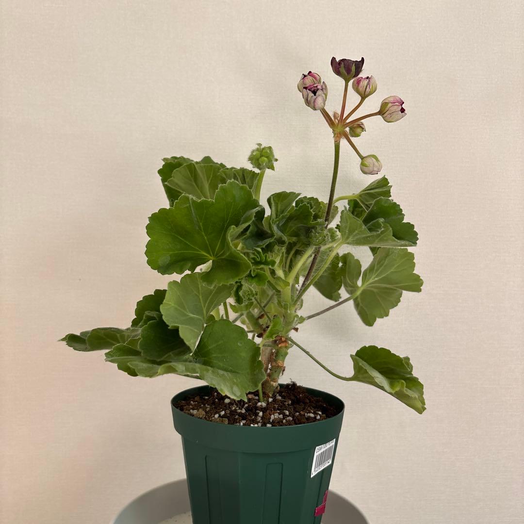 赤バラ咲ゼラニウム　希少品種ゼラニウム　レア品種ゼラニウム CI01