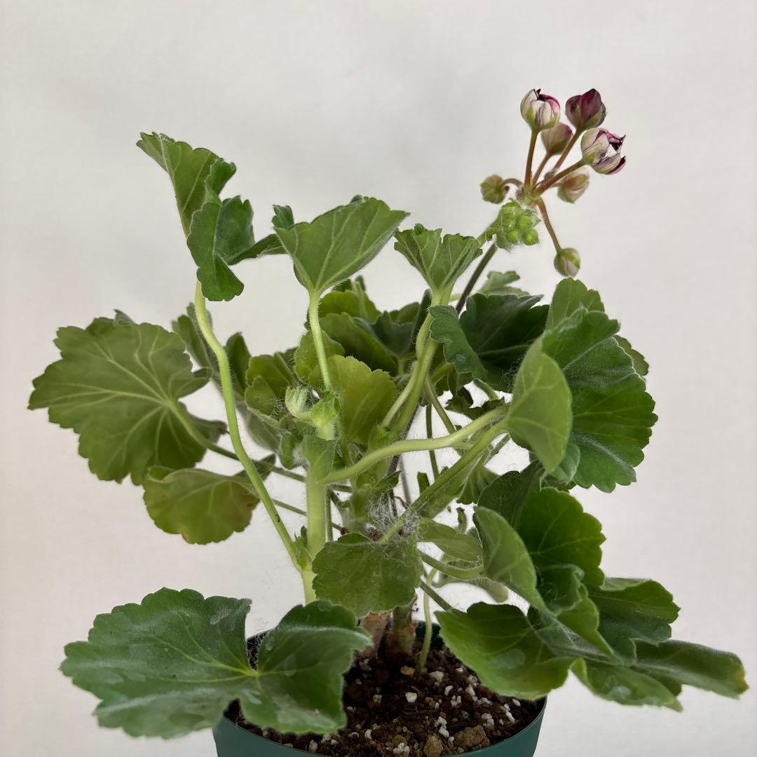 赤バラ咲ゼラニウム　希少品種ゼラニウム　レア品種ゼラニウム CI01