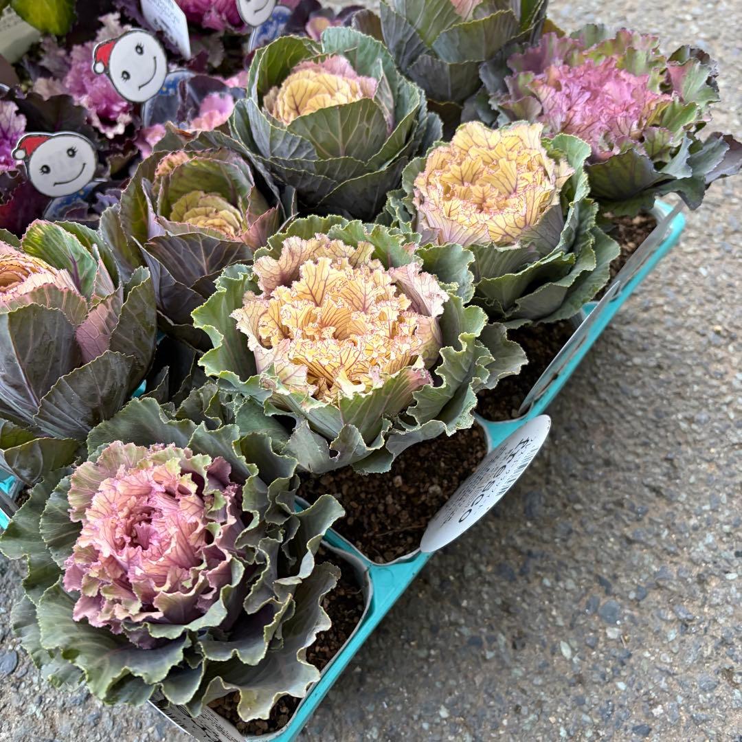 【専用商品】　リクエストアソート　ハボタン　コロニラ　ヒヤシンス