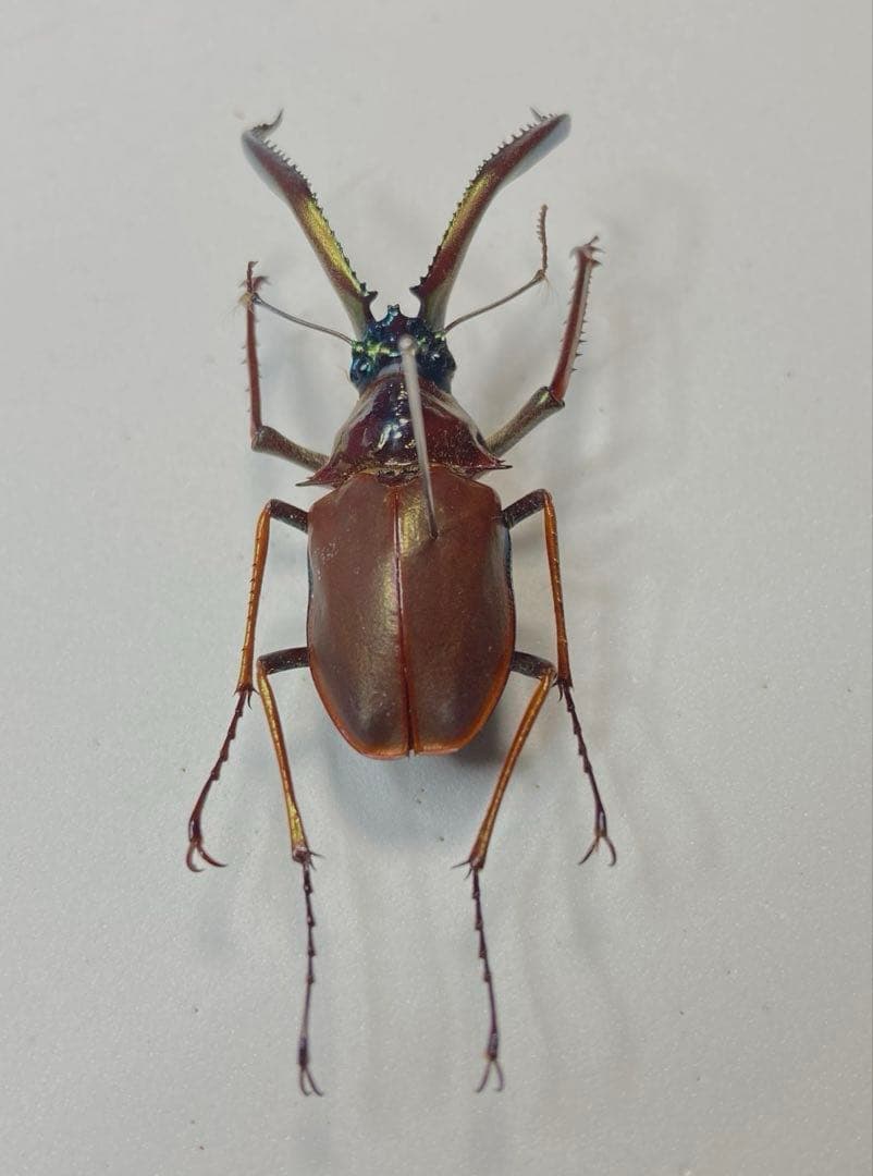 チリクワガタ♂ 約57ミリ