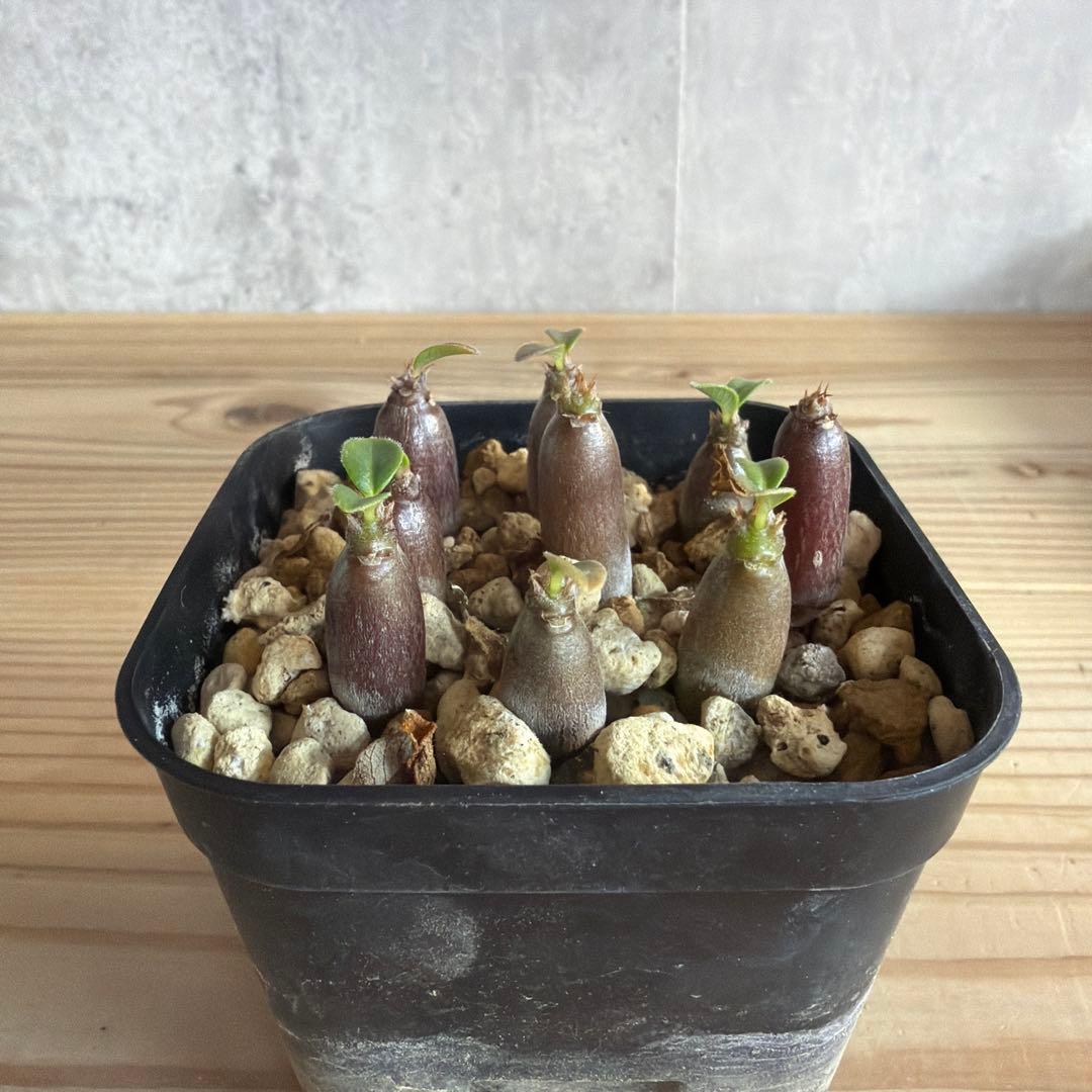 9株セットパキポディウムウィンゾリー 国内実生株