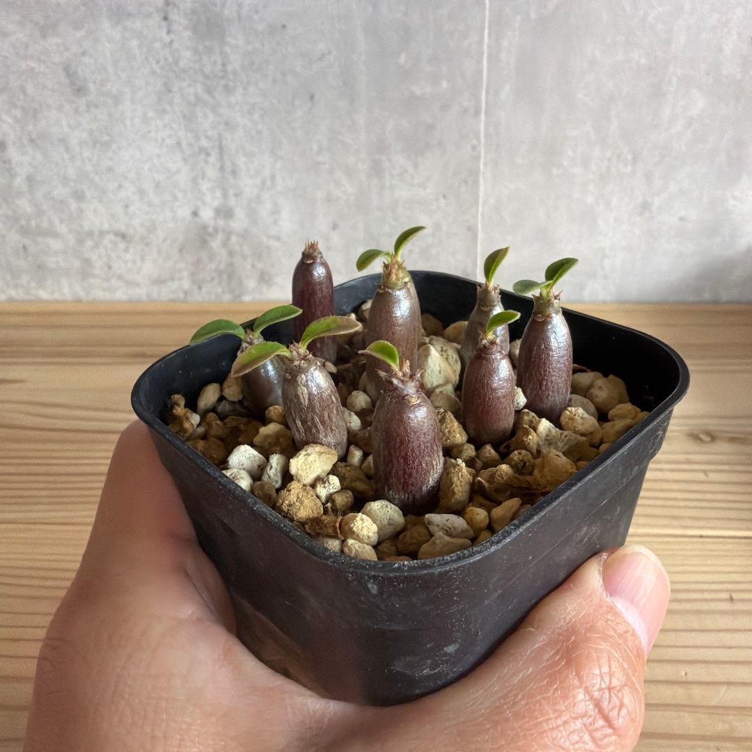 9株セットパキポディウムウィンゾリー 国内実生株