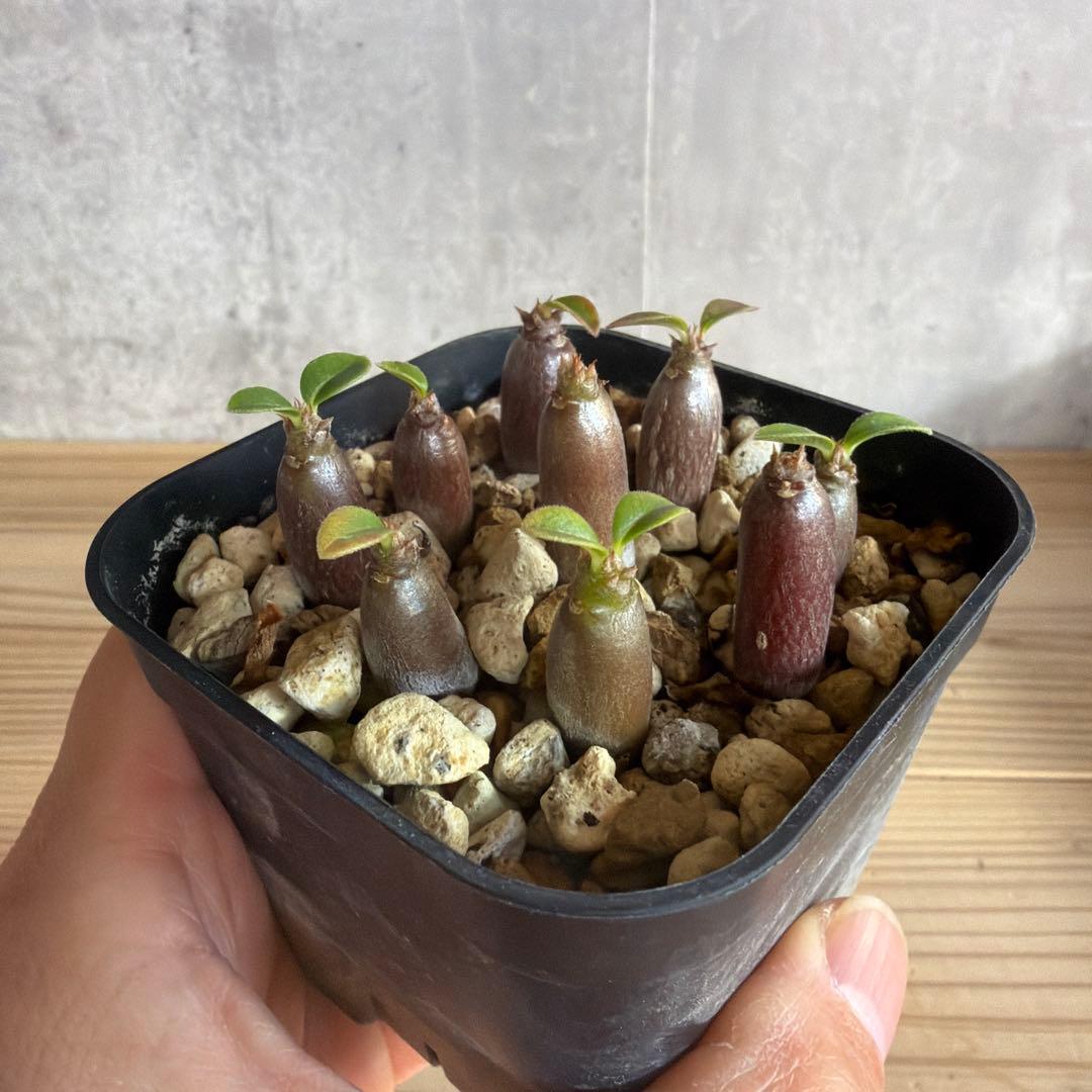 9株セットパキポディウムウィンゾリー 国内実生株