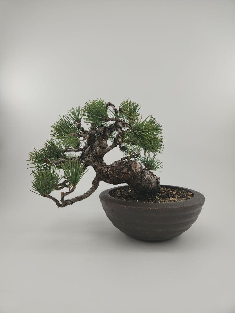 小品 五葉松盆栽 五葉松盆栽 真柏盆栽 懸崖 真柏 黒松 赤松 五葉松