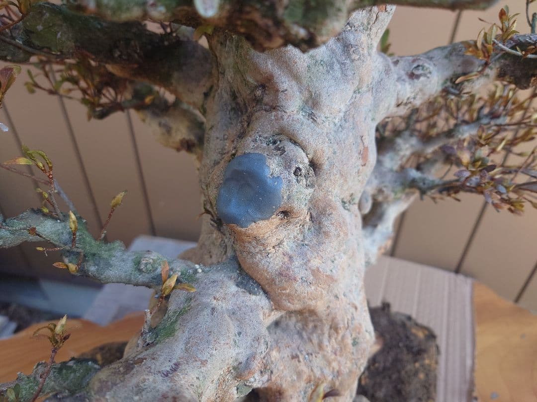 ハ*ル様 盆栽　皐月(五光)　樹高46cm