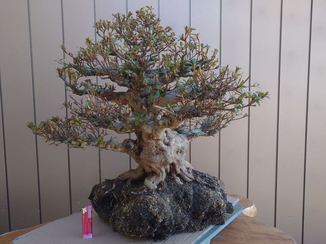 ハ*ル様 盆栽　皐月(五光)　樹高46cm