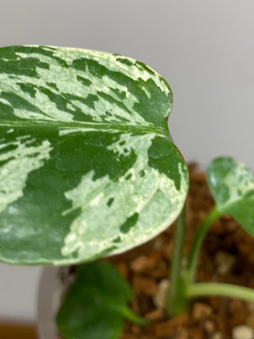 a【将来有望株‼️】モンステラ　デリシオーサ　バルバソー　フシギダネ/ベトシオーサ