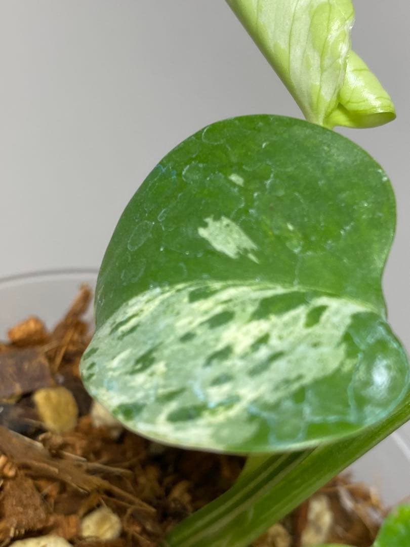 a【将来有望株‼️】モンステラ　デリシオーサ　バルバソー　フシギダネ/ベトシオーサ