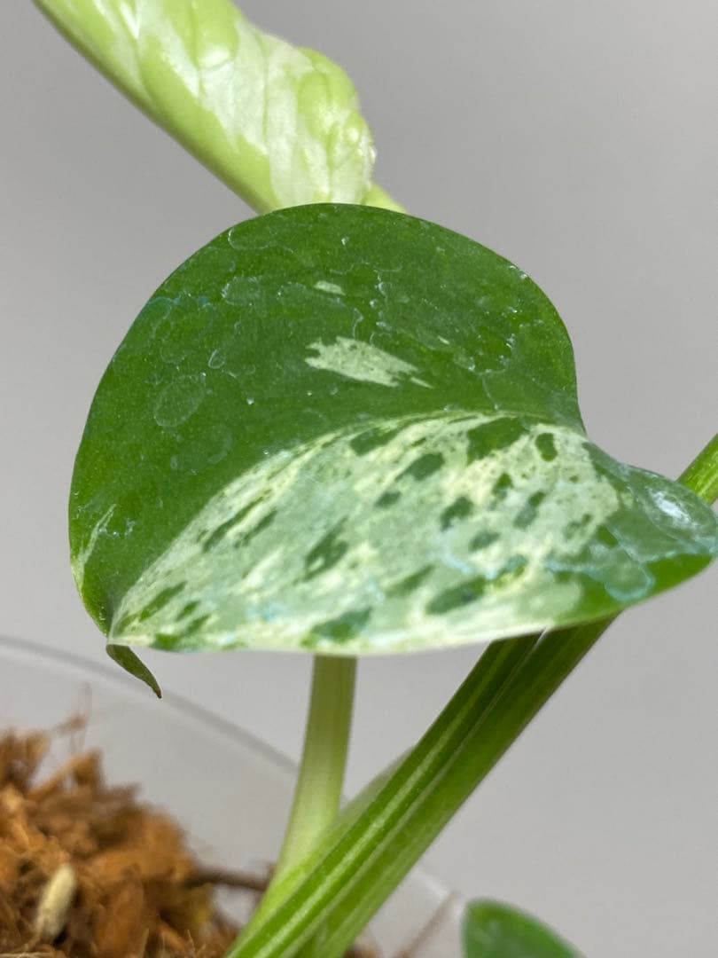 a【将来有望株‼️】モンステラ　デリシオーサ　バルバソー　フシギダネ/ベトシオーサ