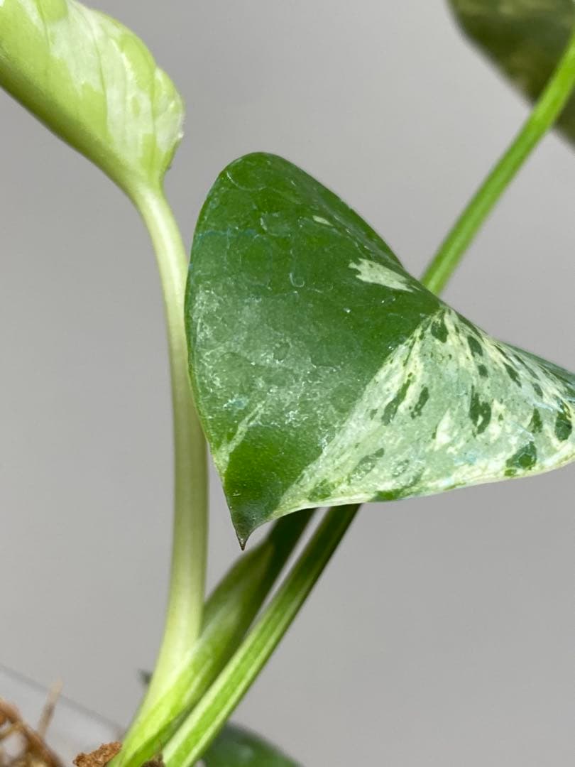 a【将来有望株‼️】モンステラ　デリシオーサ　バルバソー　フシギダネ/ベトシオーサ