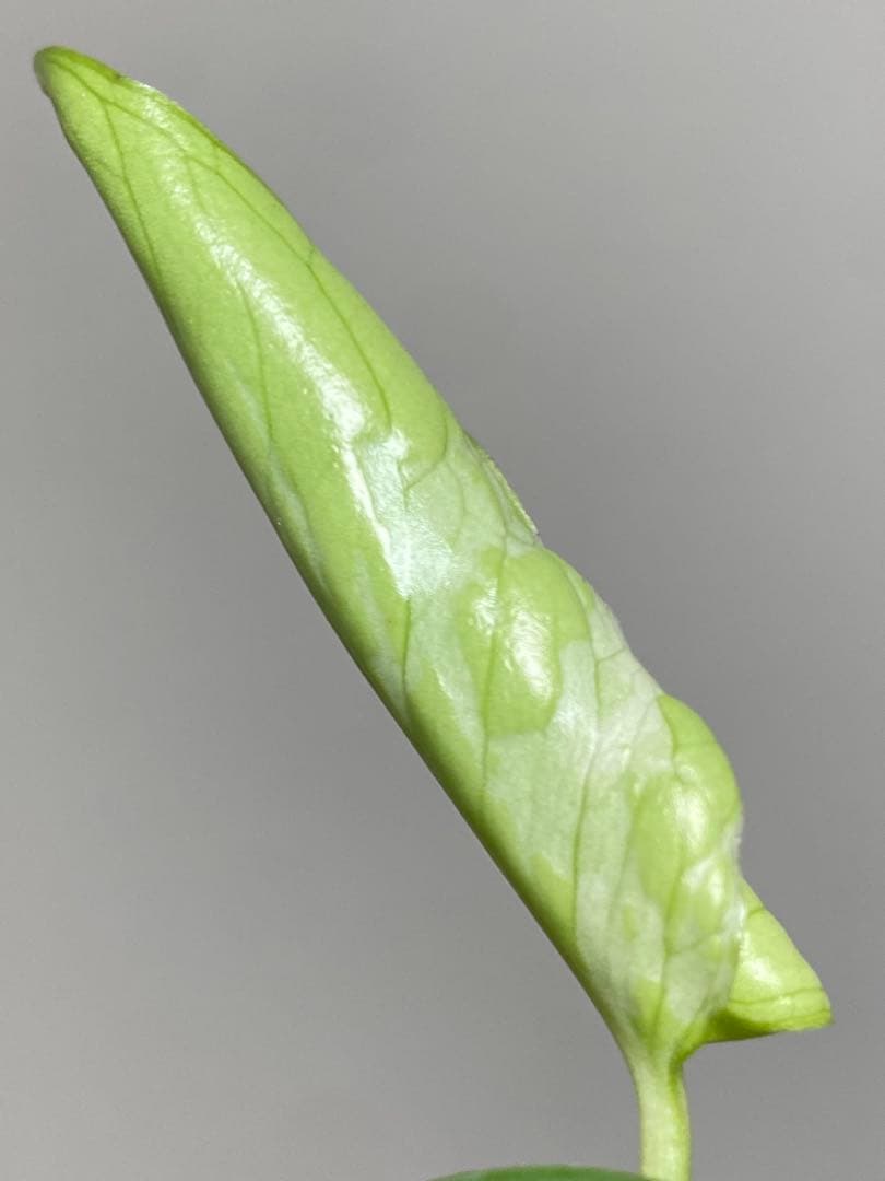 a【将来有望株‼️】モンステラ　デリシオーサ　バルバソー　フシギダネ/ベトシオーサ