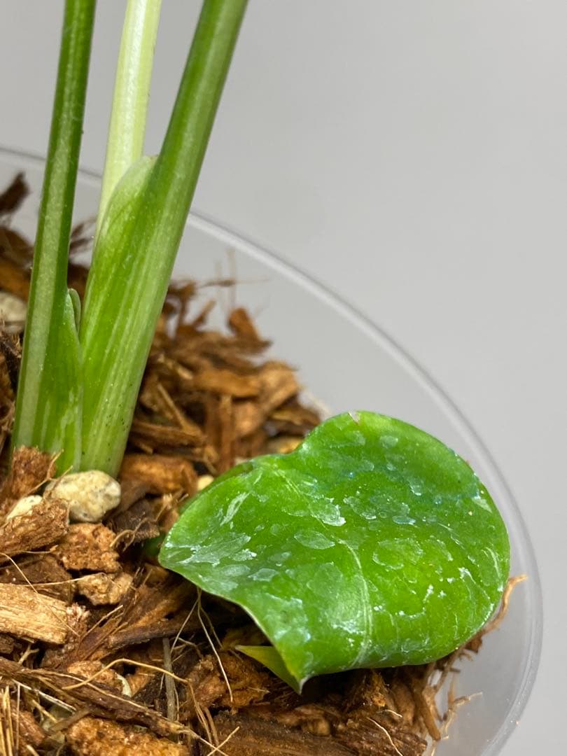 a【将来有望株‼️】モンステラ　デリシオーサ　バルバソー　フシギダネ/ベトシオーサ