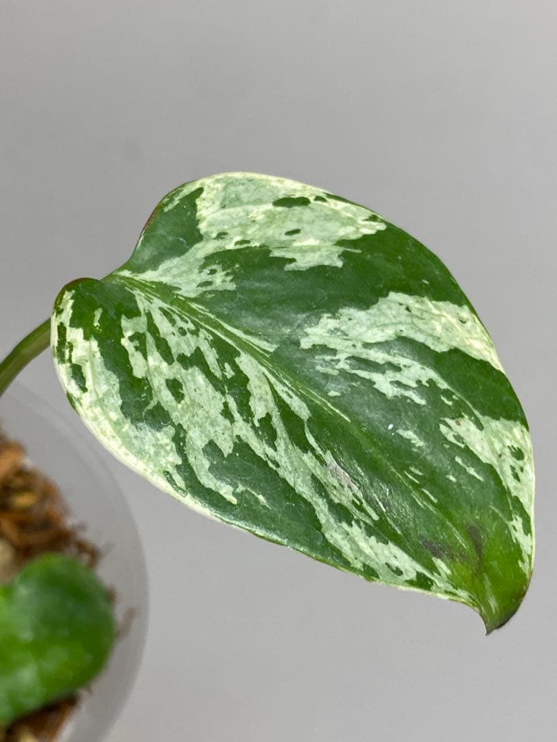 a【将来有望株‼️】モンステラ　デリシオーサ　バルバソー　フシギダネ/ベトシオーサ