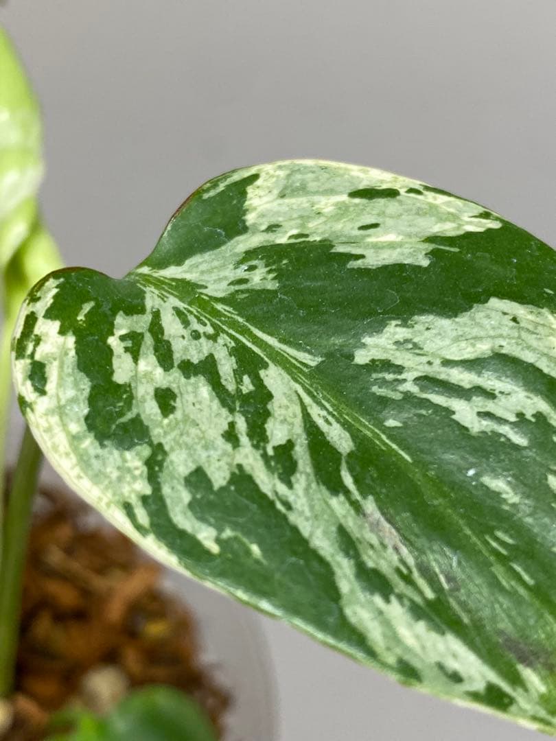 a【将来有望株‼️】モンステラ　デリシオーサ　バルバソー　フシギダネ/ベトシオーサ