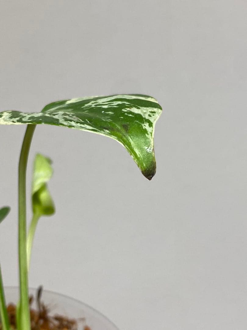 a【将来有望株‼️】モンステラ　デリシオーサ　バルバソー　フシギダネ/ベトシオーサ