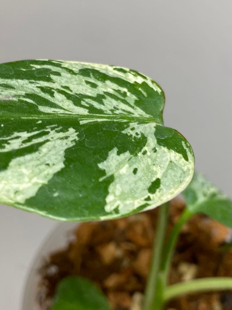 a【将来有望株‼️】モンステラ　デリシオーサ　バルバソー　フシギダネ/ベトシオーサ