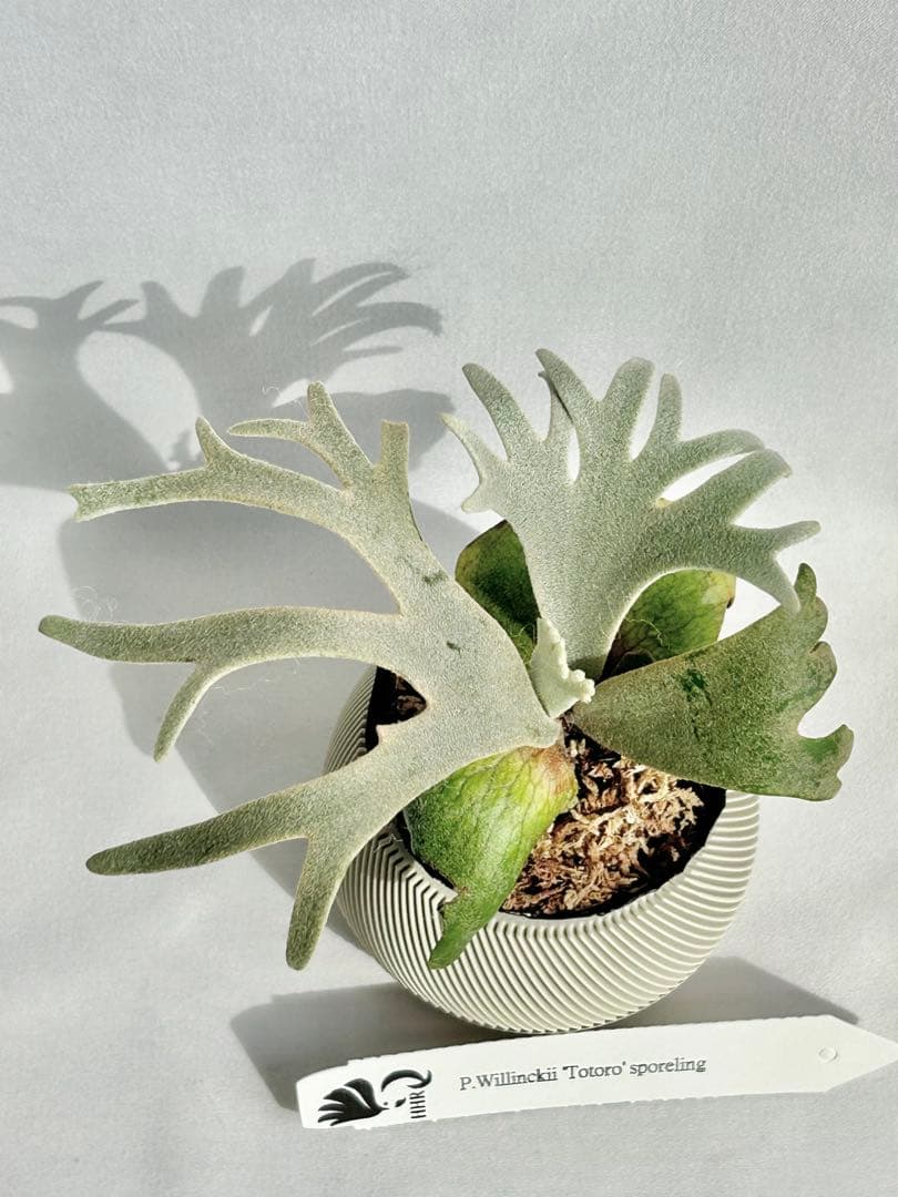 【メルカリ便】P. Willinckii Totoro' （spore）【99】
