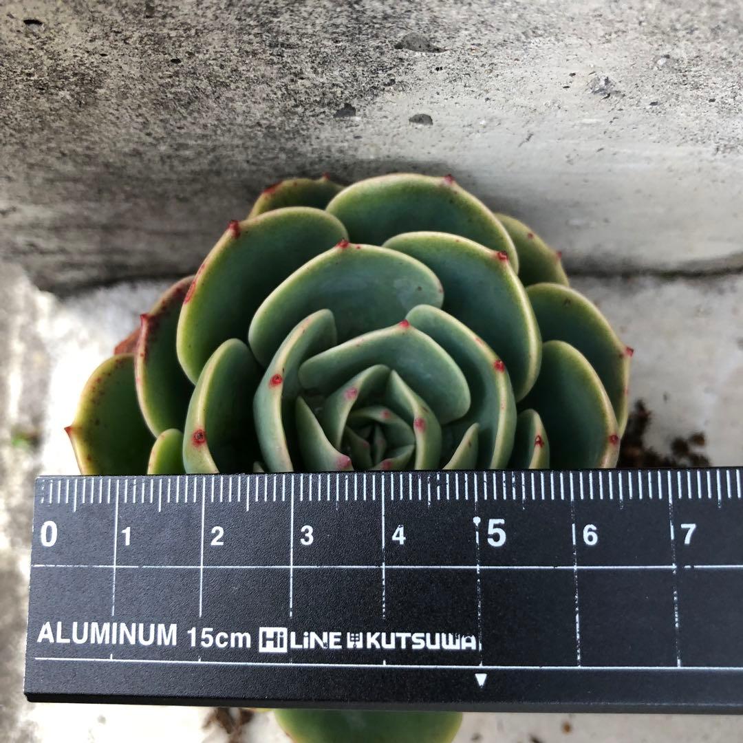 多肉植物✩.*˚七福神 抜き苗