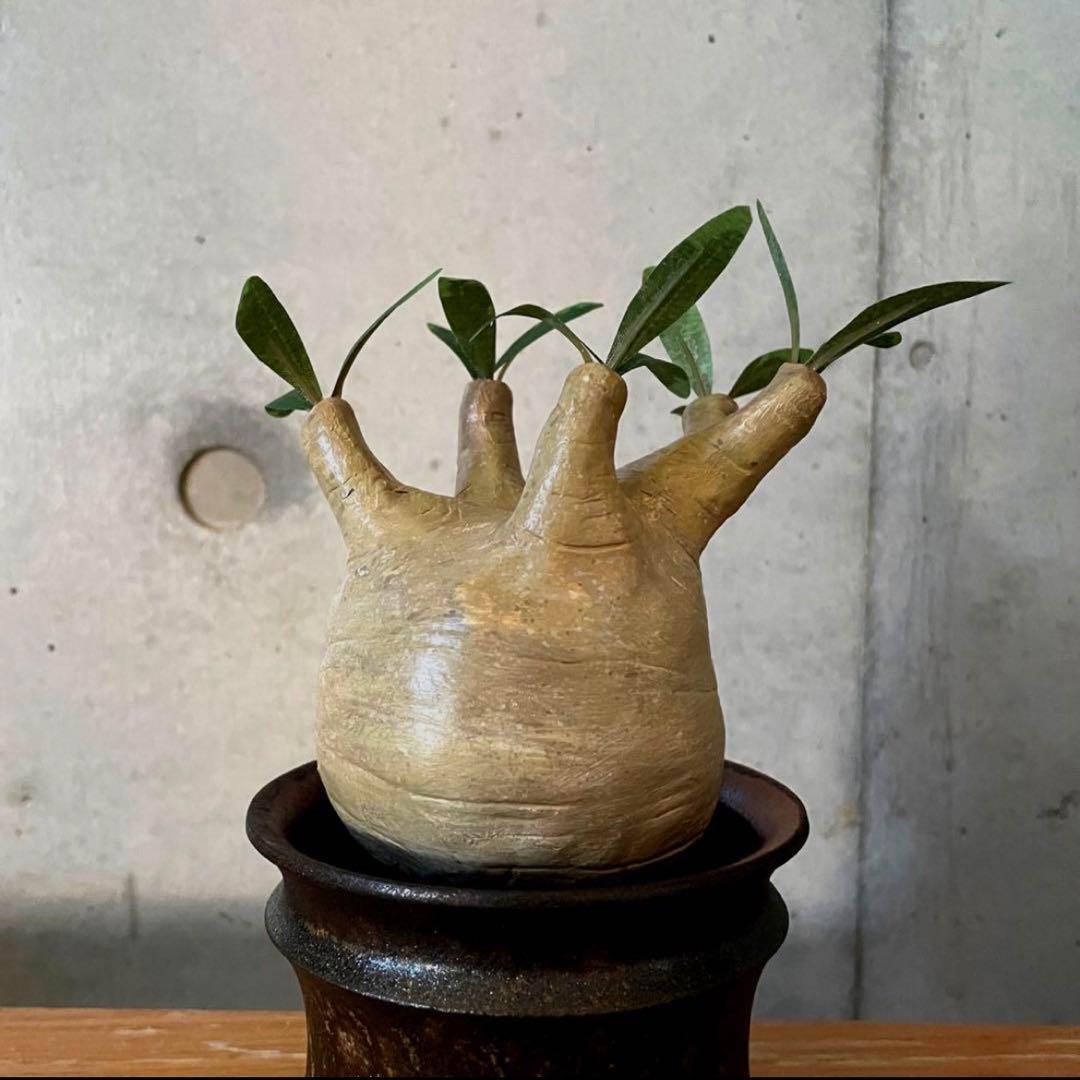 パキポディウム グラキリス ハンドメイド フィギュア クラフトプランツ