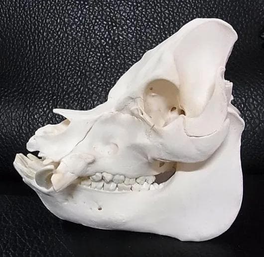 ミニブタ（ポットベリー・ピッグ ）頭骨（大）オス ★ NO.2
