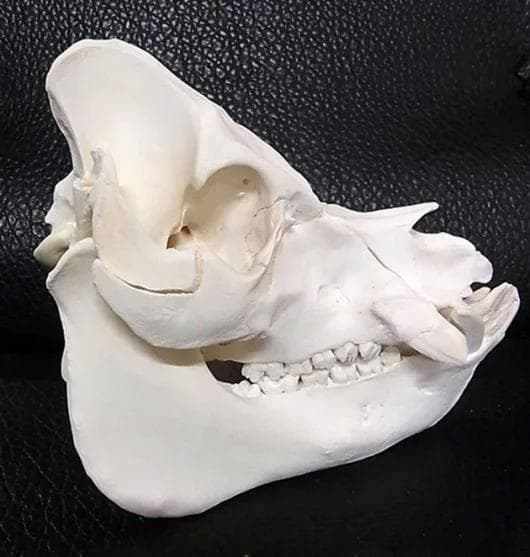 ミニブタ（ポットベリー・ピッグ ）頭骨（大）オス ★ NO.2