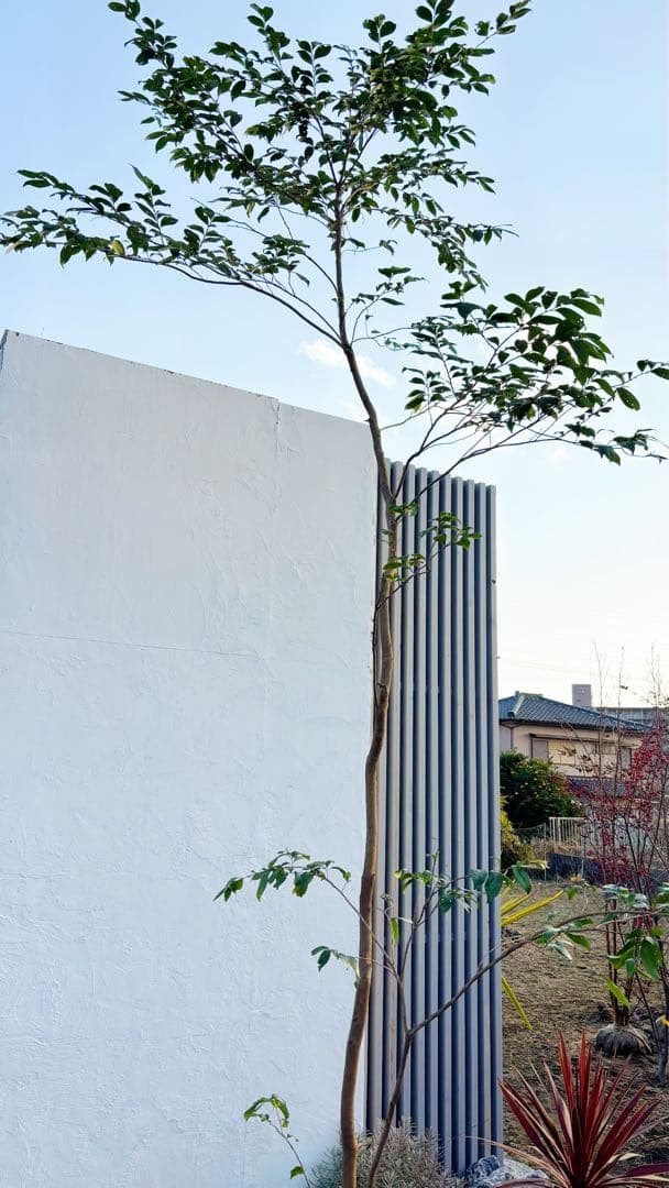 超絶品。山採りヒサカキ株立ち3.6M(鉢底から)品番C