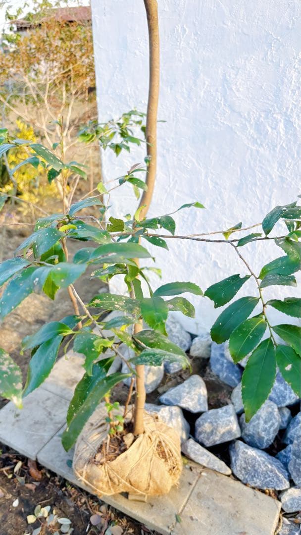 超絶品。山採りヒサカキ株立ち3.6M(鉢底から)品番C