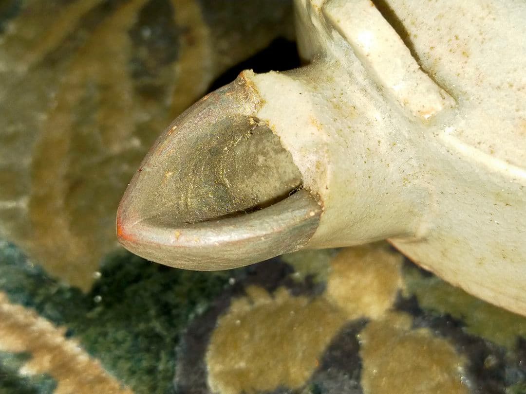 ♥御深井♥　急須　♥両口♥　発掘品　骨董　古玩