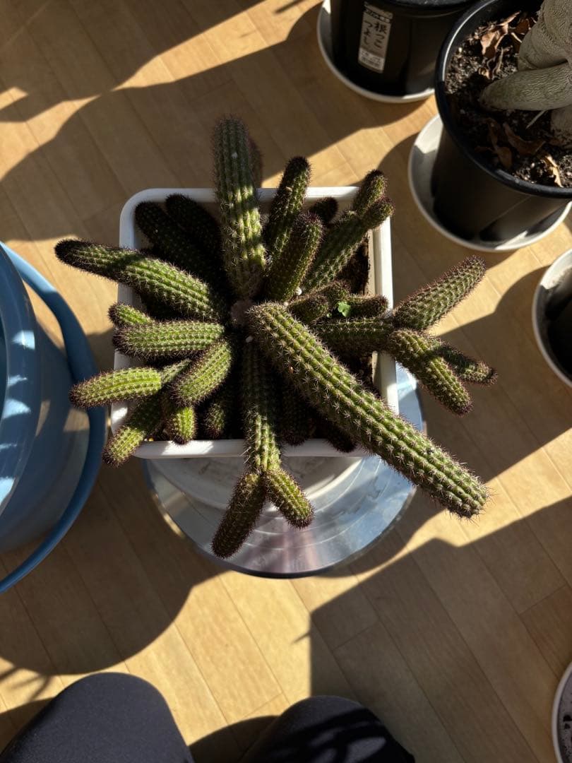 【鉢ごと】多肉植物　花サボテン　金紐シリーズ　オレンジ