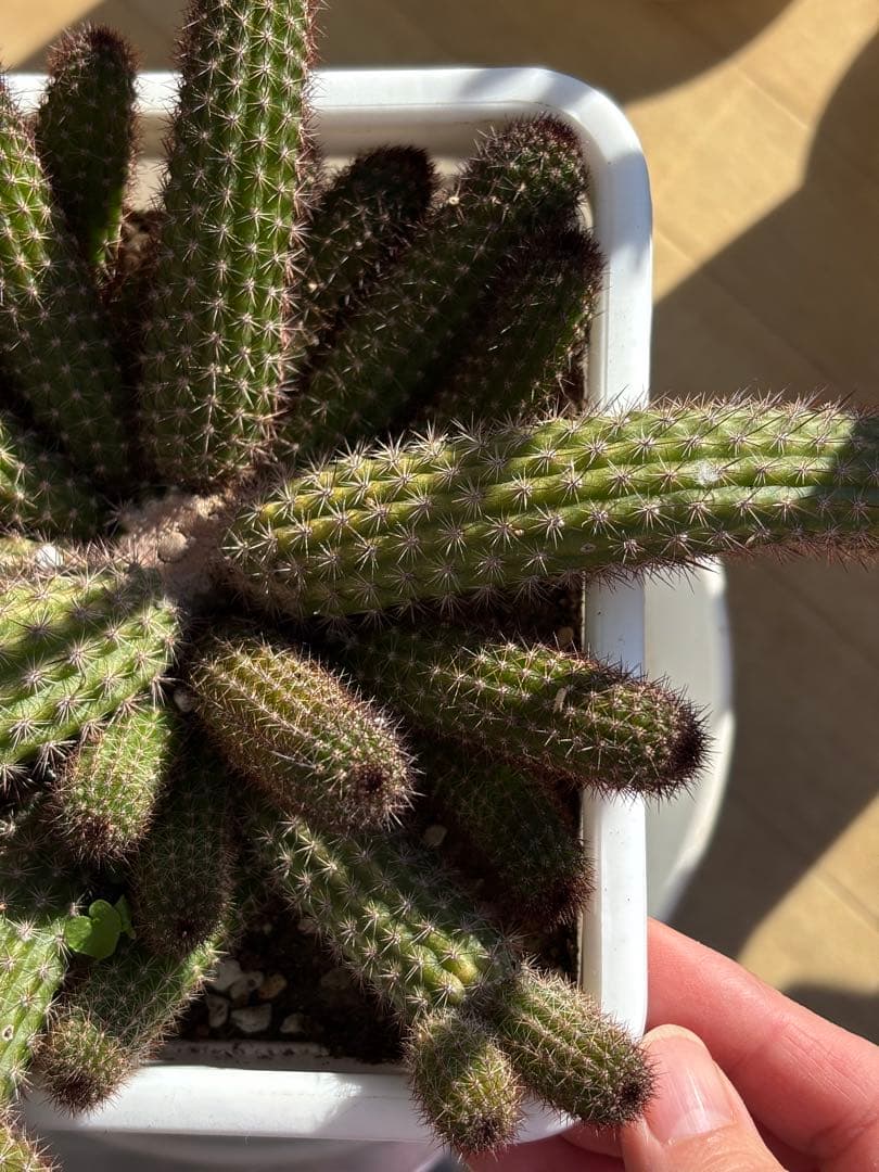 【鉢ごと】多肉植物　花サボテン　金紐シリーズ　オレンジ