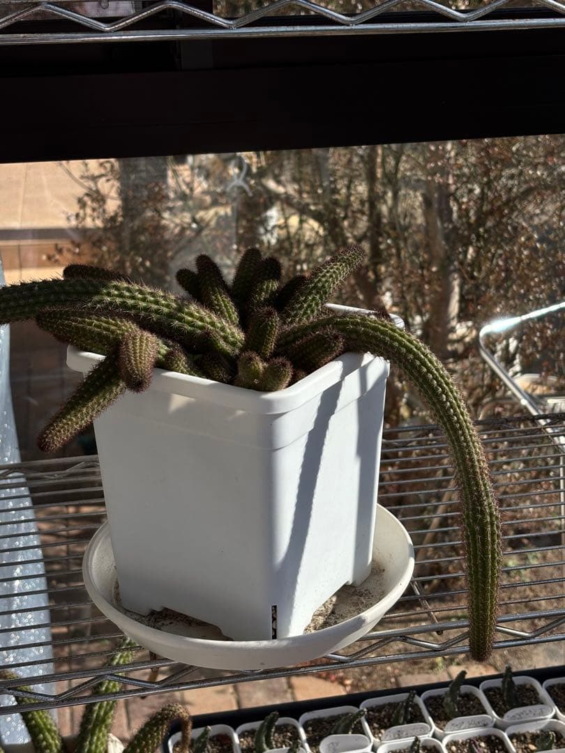 【鉢ごと】多肉植物　花サボテン　金紐シリーズ　オレンジ