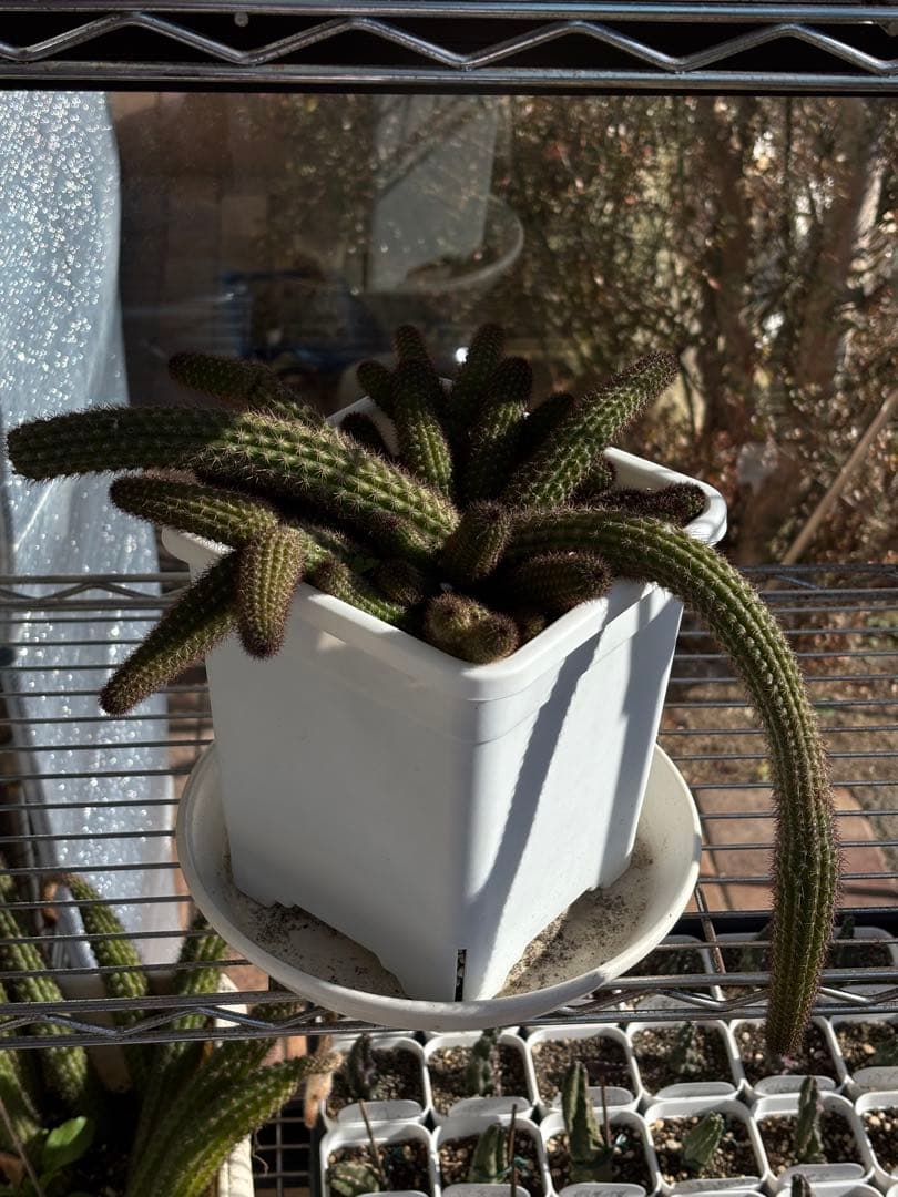 【鉢ごと】多肉植物　花サボテン　金紐シリーズ　オレンジ