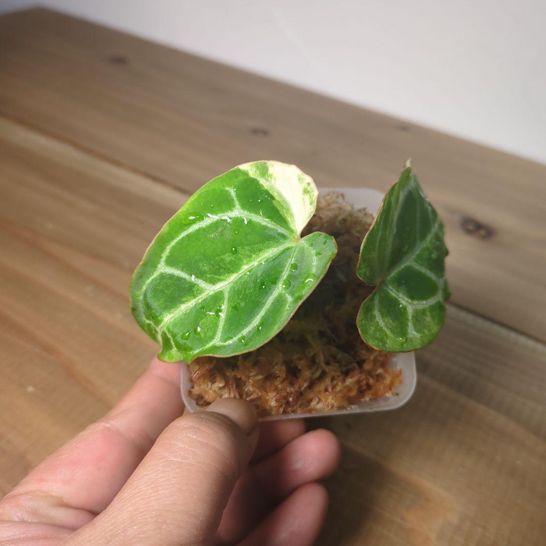 g*き様 Anthurium Crystallinum Variegated