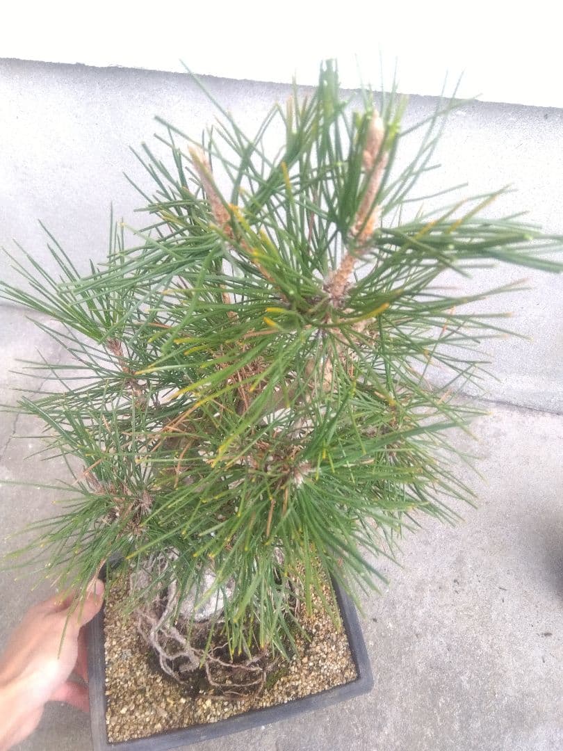 五葉松　錦松　黒松　3株セット❗　は