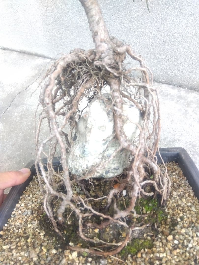 五葉松　錦松　黒松　3株セット❗　は